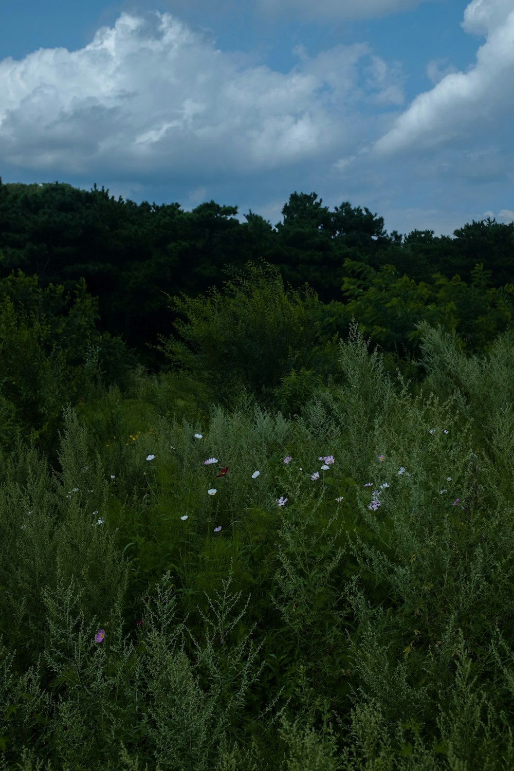 green trees under cloudy sky during daytime