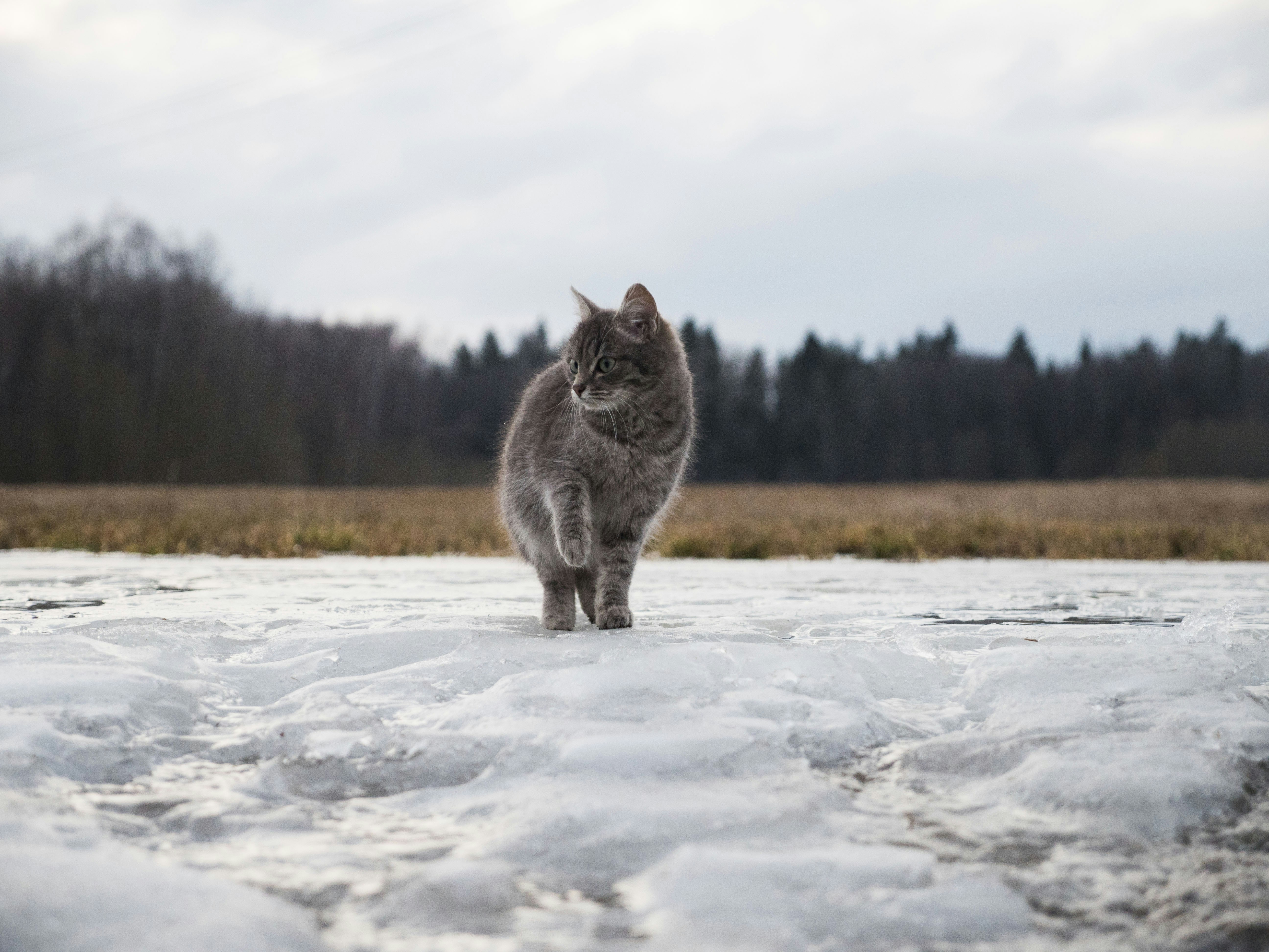 Climate Change and Future Partnerships (image credits: unsplash)