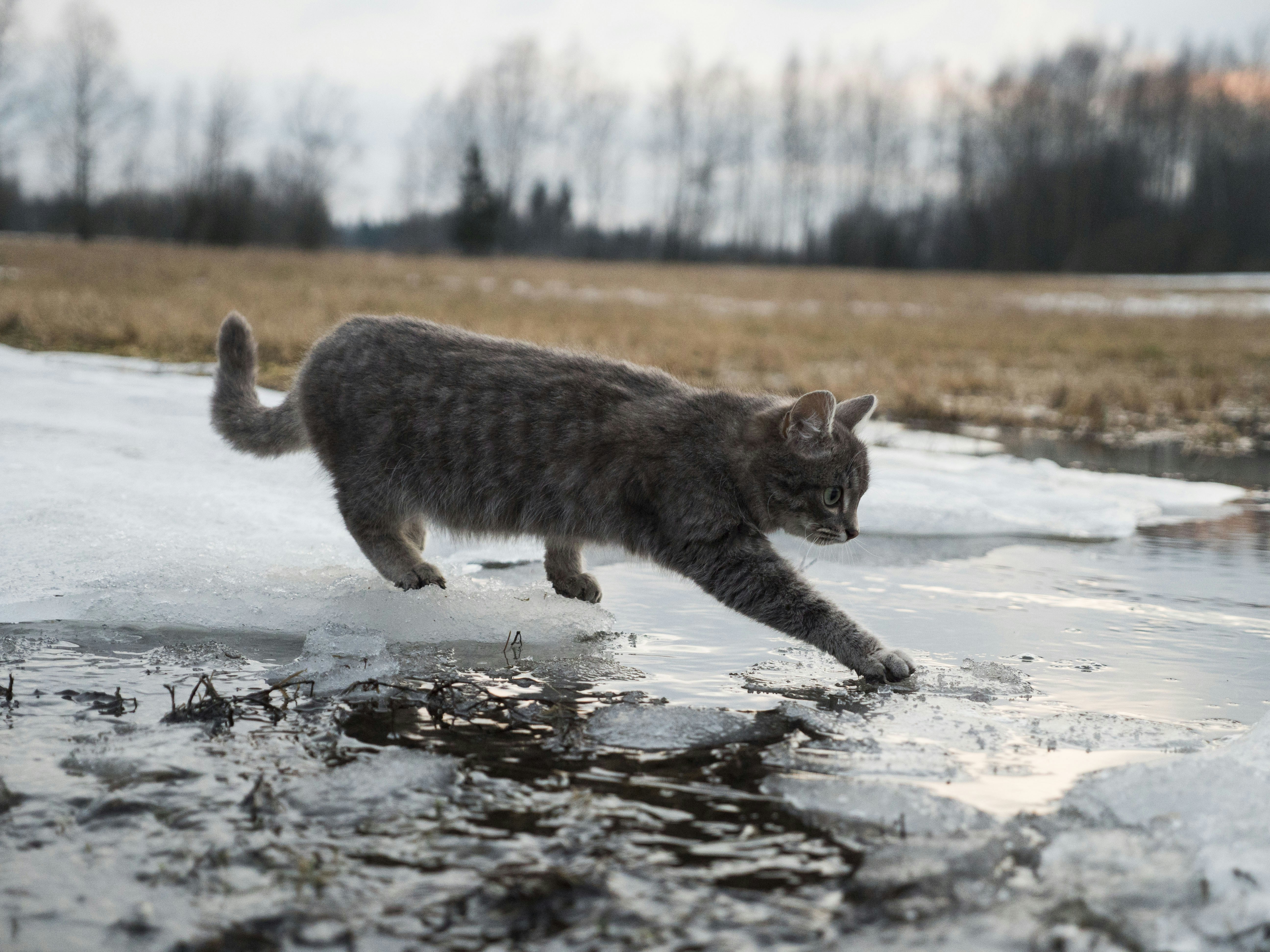 Why Do Cats Shake Their Tails: Surprising Reasons Explained
