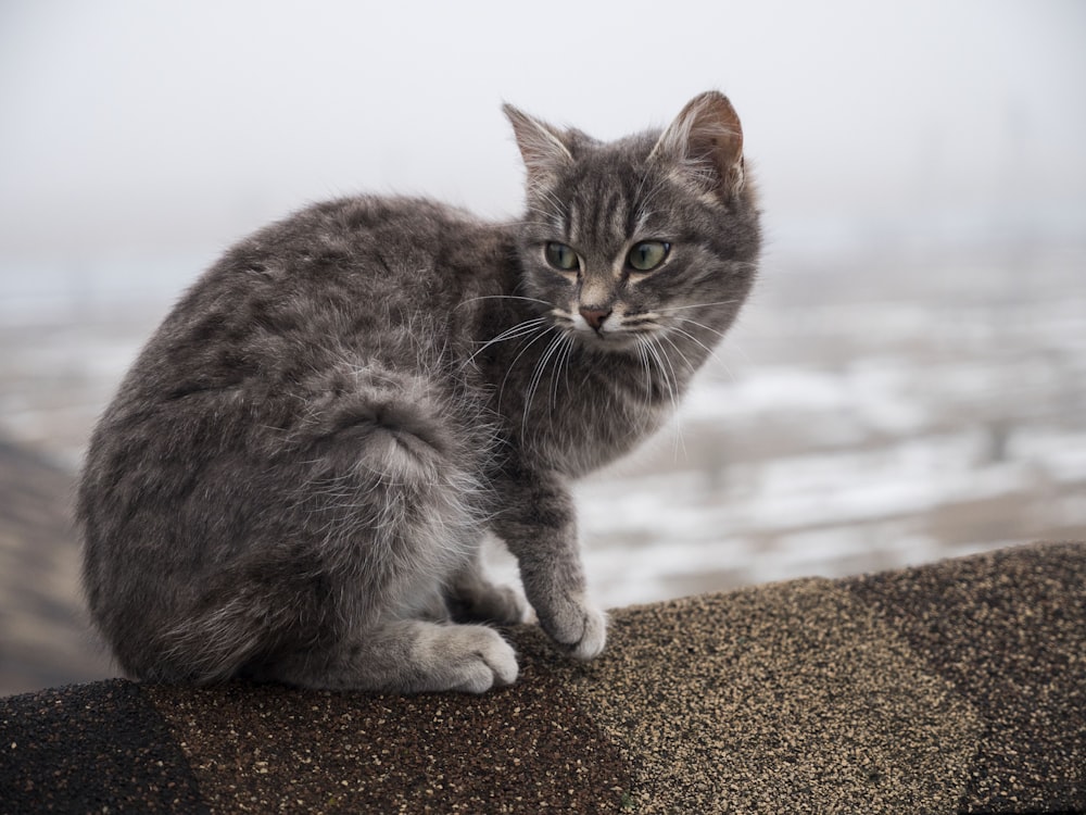 grey tabby cat on brown sand during daytime