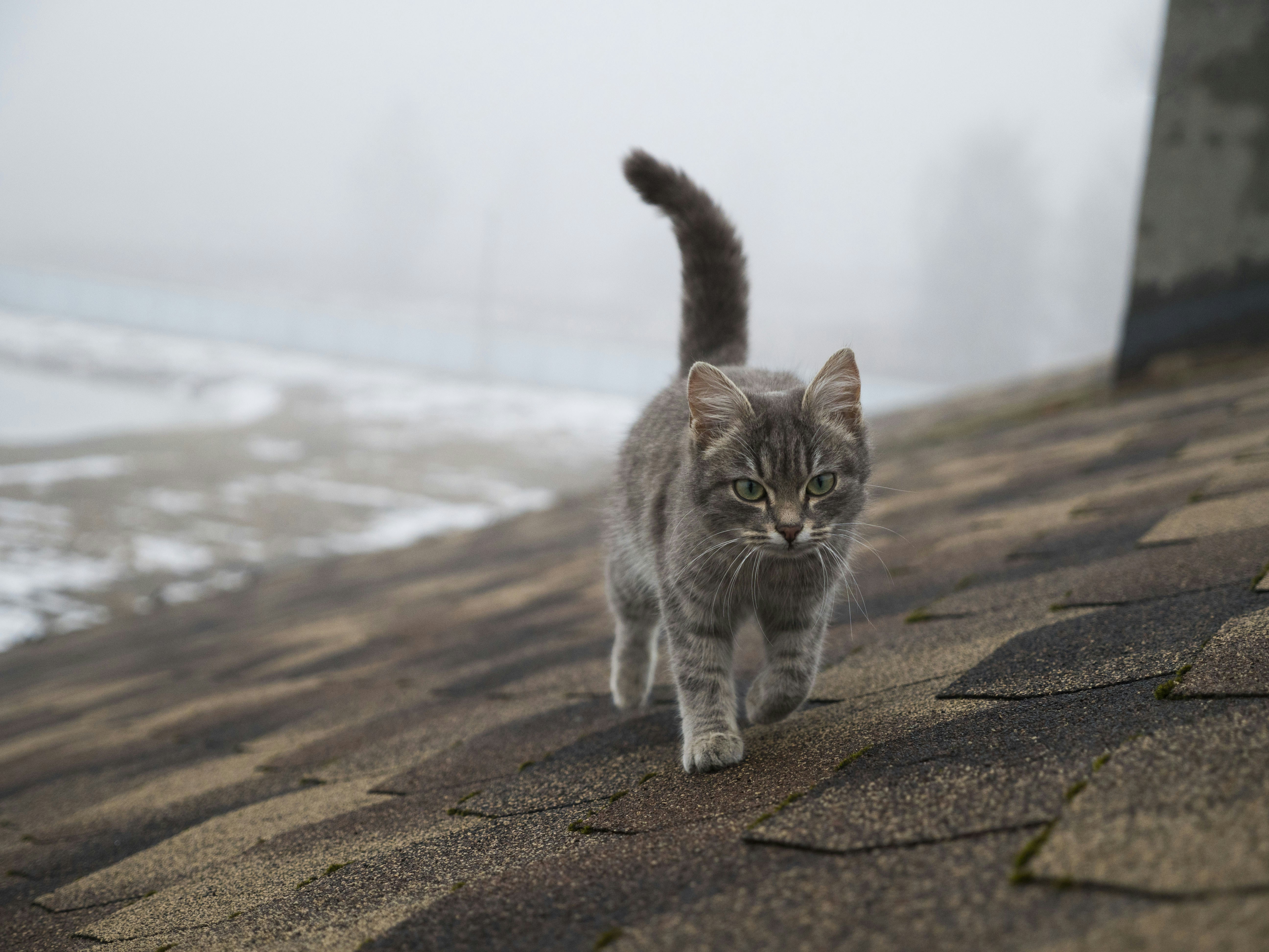 Nebelung cat