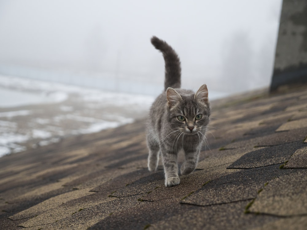 grey and white tabby cat on grey concrete road