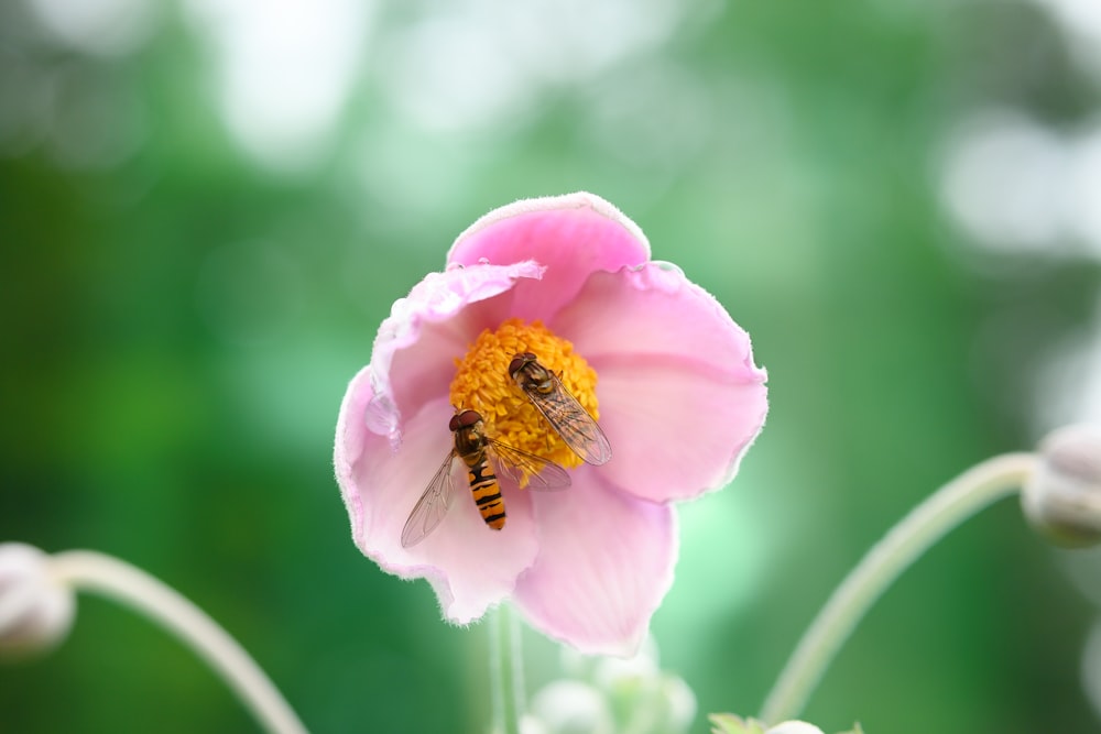 abeja posada en flor rosada en fotografía de primer plano durante el día