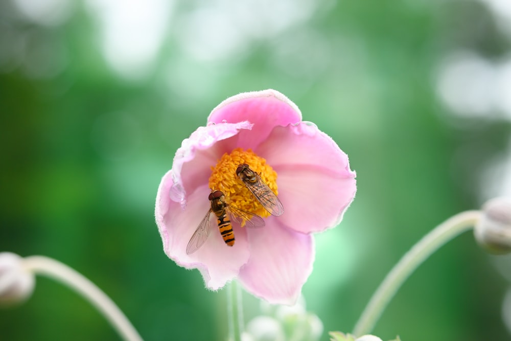 honeybee perched on pink flower in close up photography during daytime