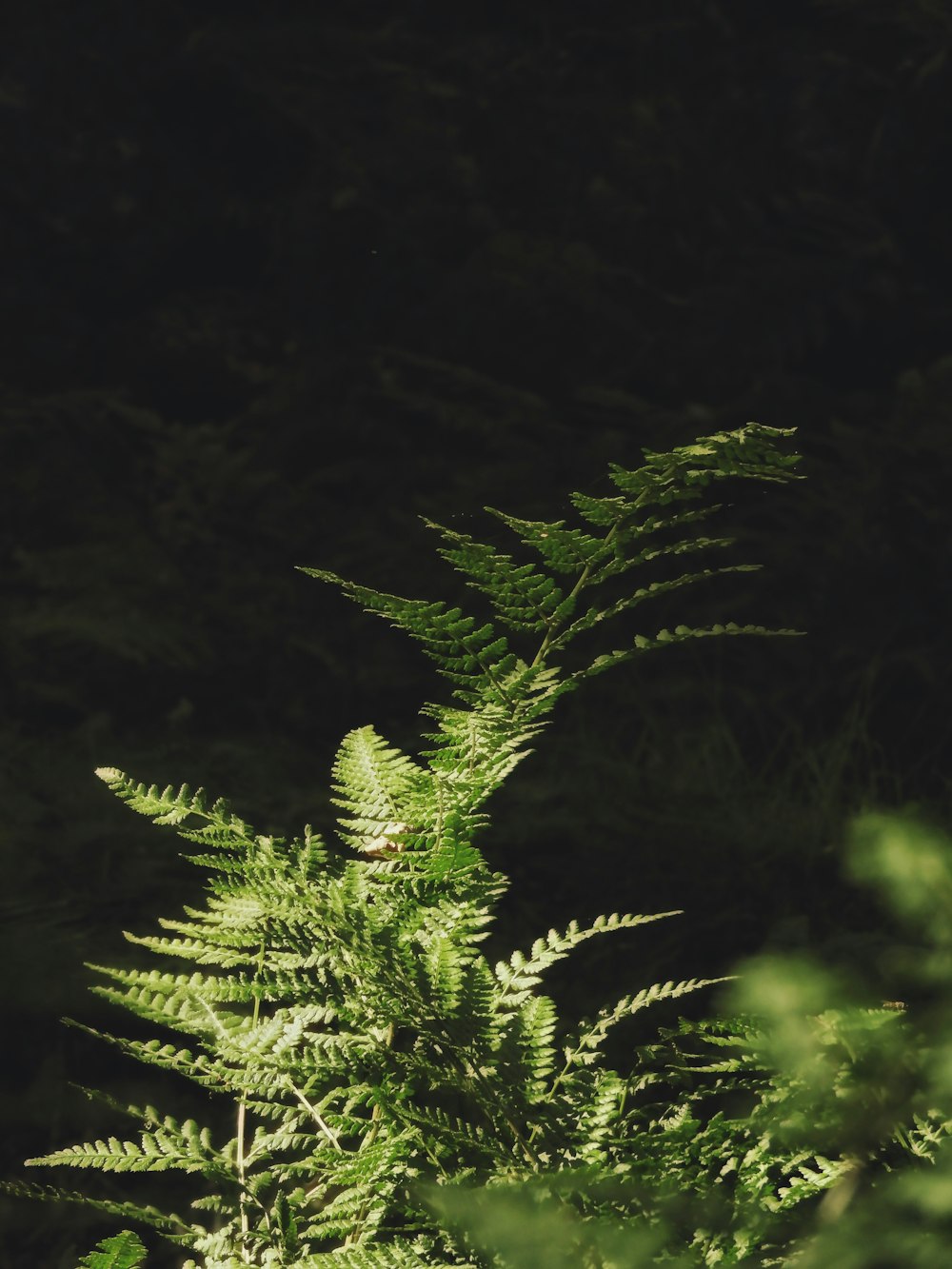 pino verde en fotografía de primer plano