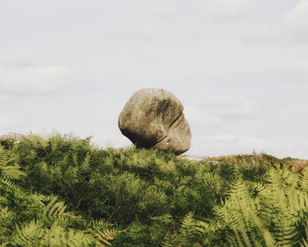 gray rock on green grass field during daytime