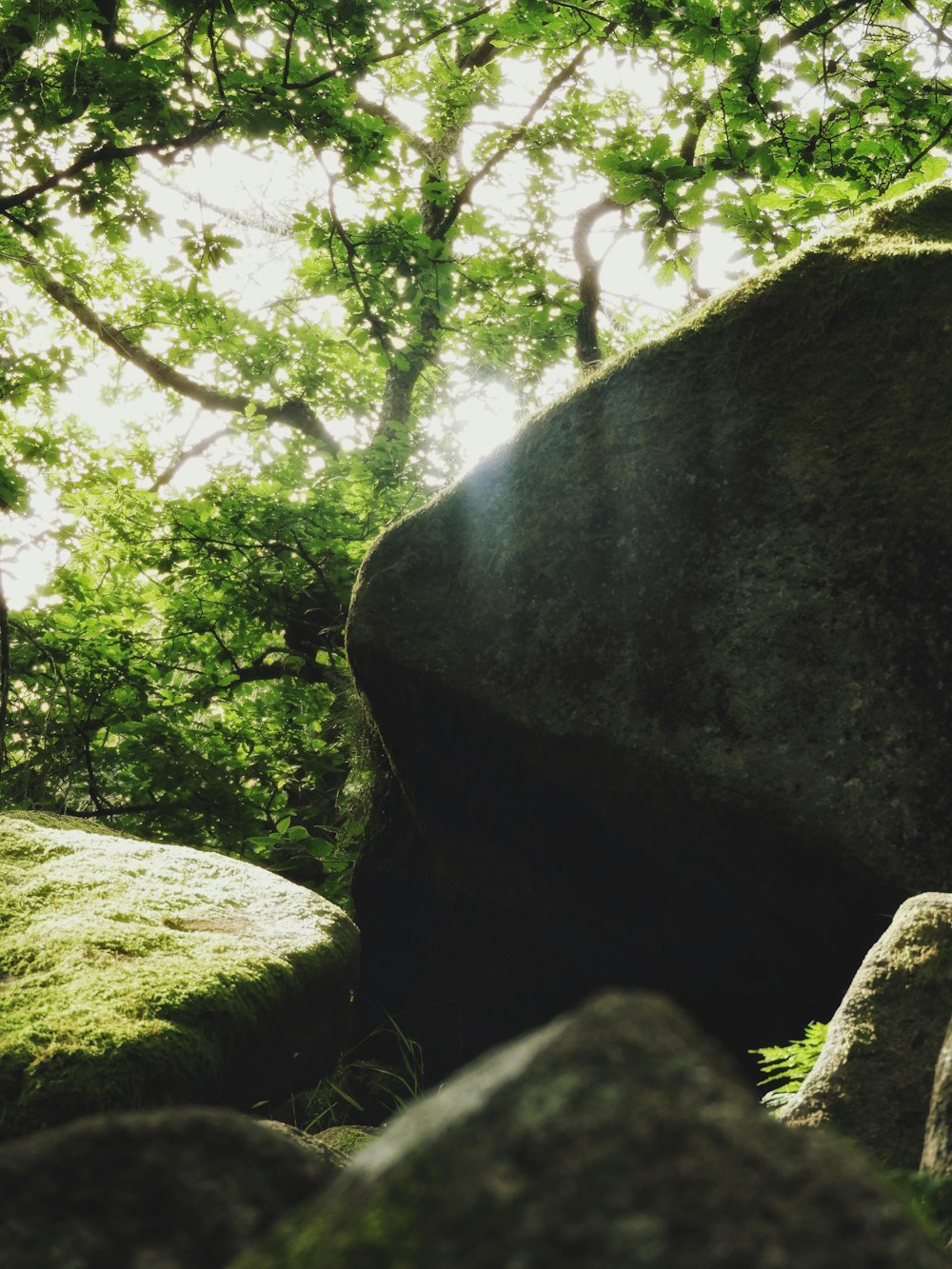 gray rock formation near green trees during daytime