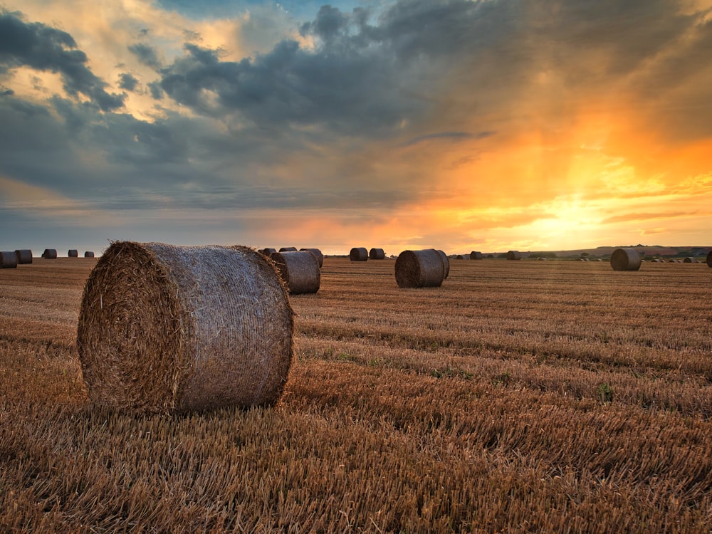 brown hays on brown grass field during sunset