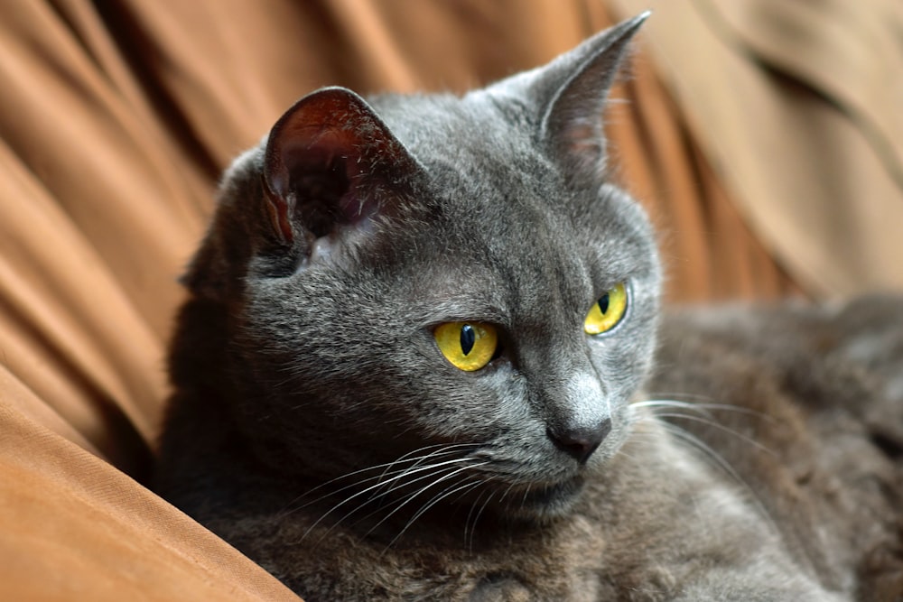 russian blue cat on brown wooden table