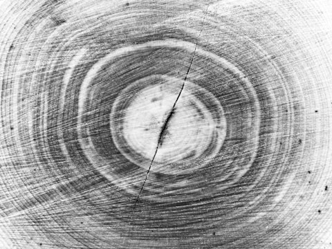 Concentric rings and textures of a tree trunk cross-section displayed in black and white, highlighting the grain patterns and a central crack running vertically.
