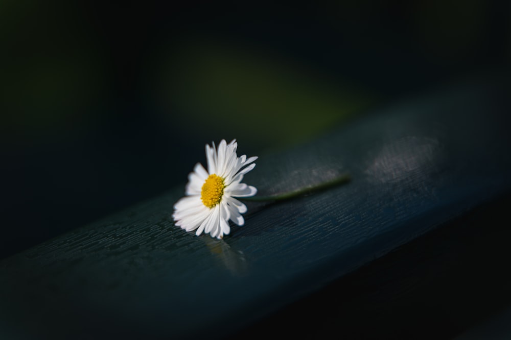 white and yellow flower on water