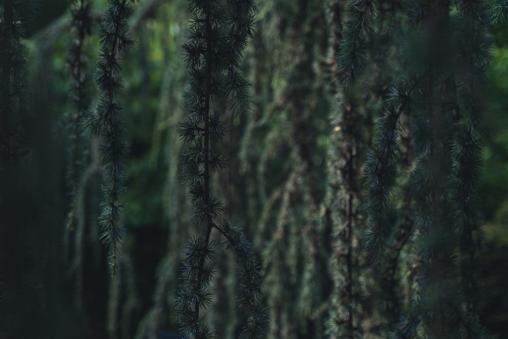 green pine tree during daytime