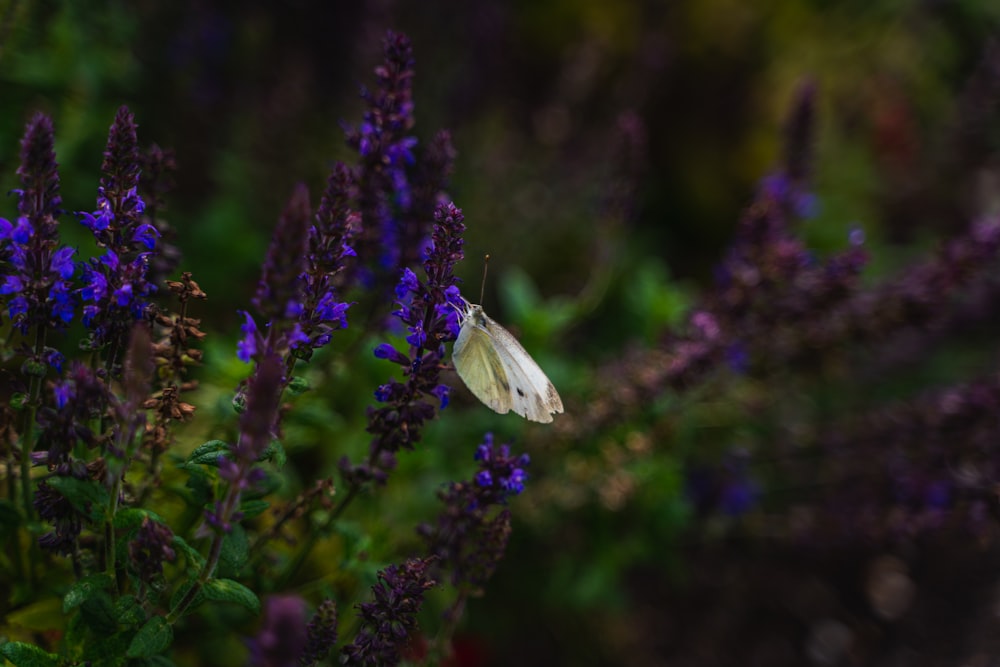 white butterfly perched on purple flower in close up photography during daytime