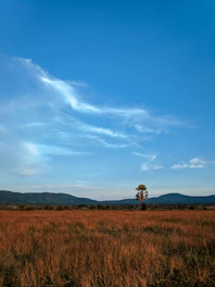 Wide open plot of land with palm trees and a bright sunny sky.