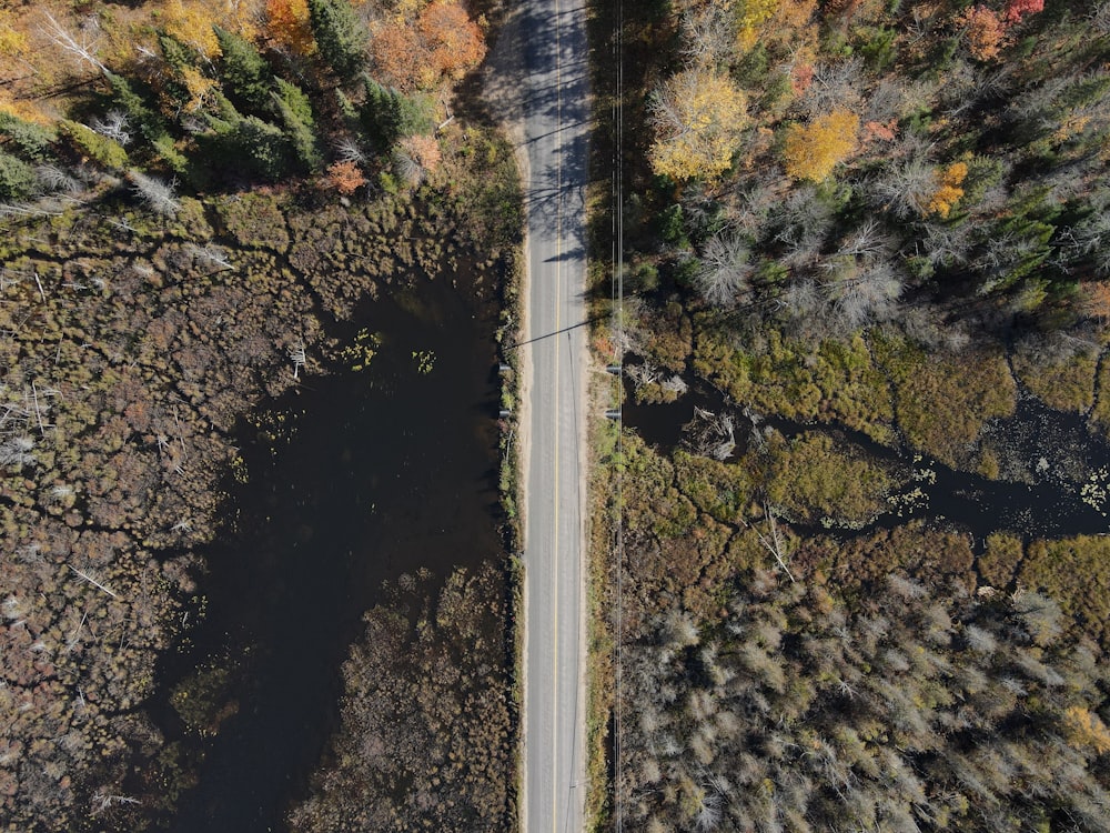 aerial view of road between trees