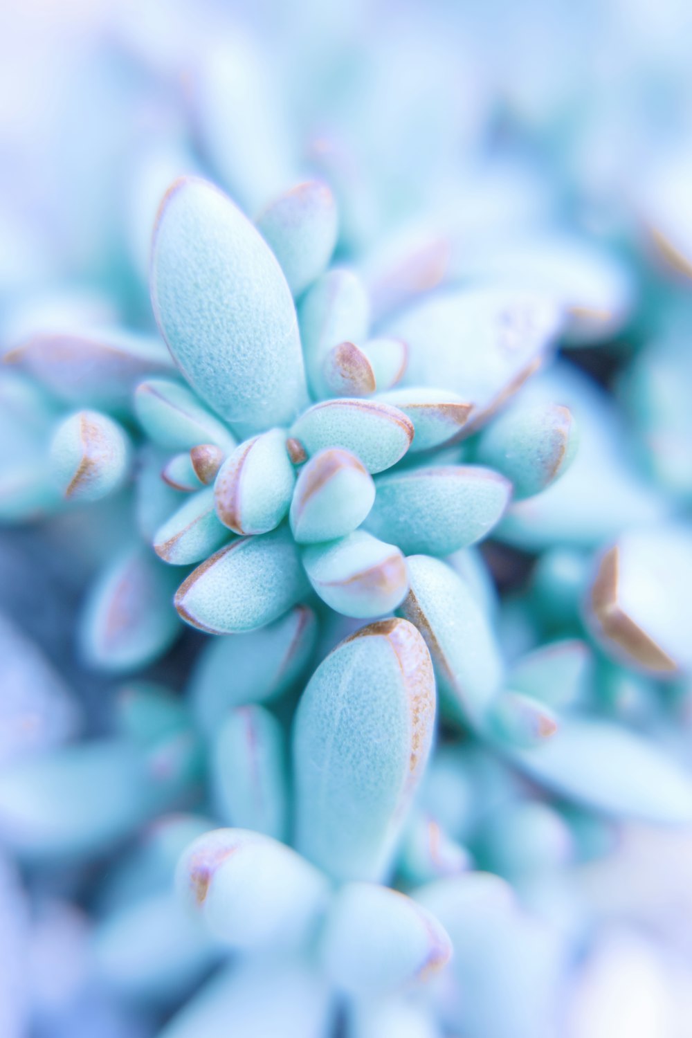 white and purple flower buds