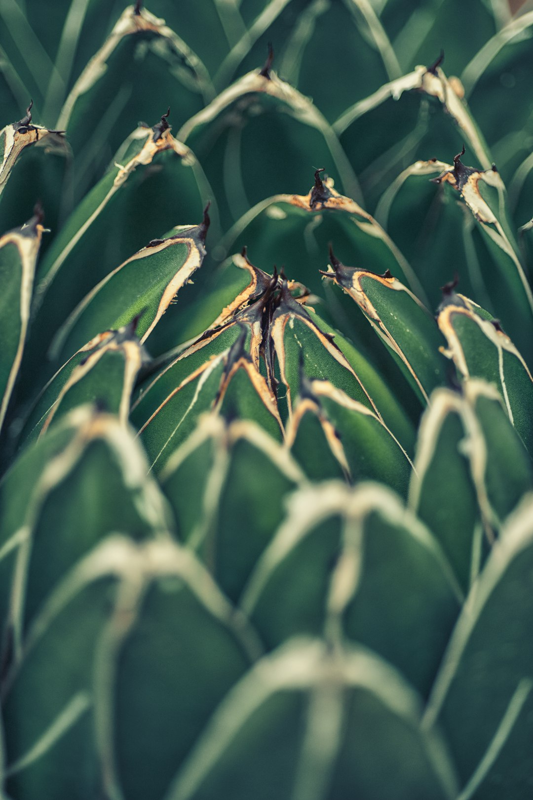 green plant in close up photography