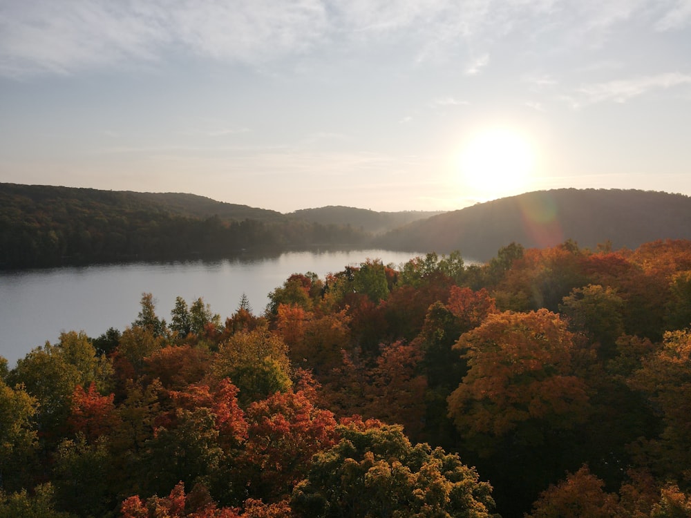 green and brown trees near body of water during daytime