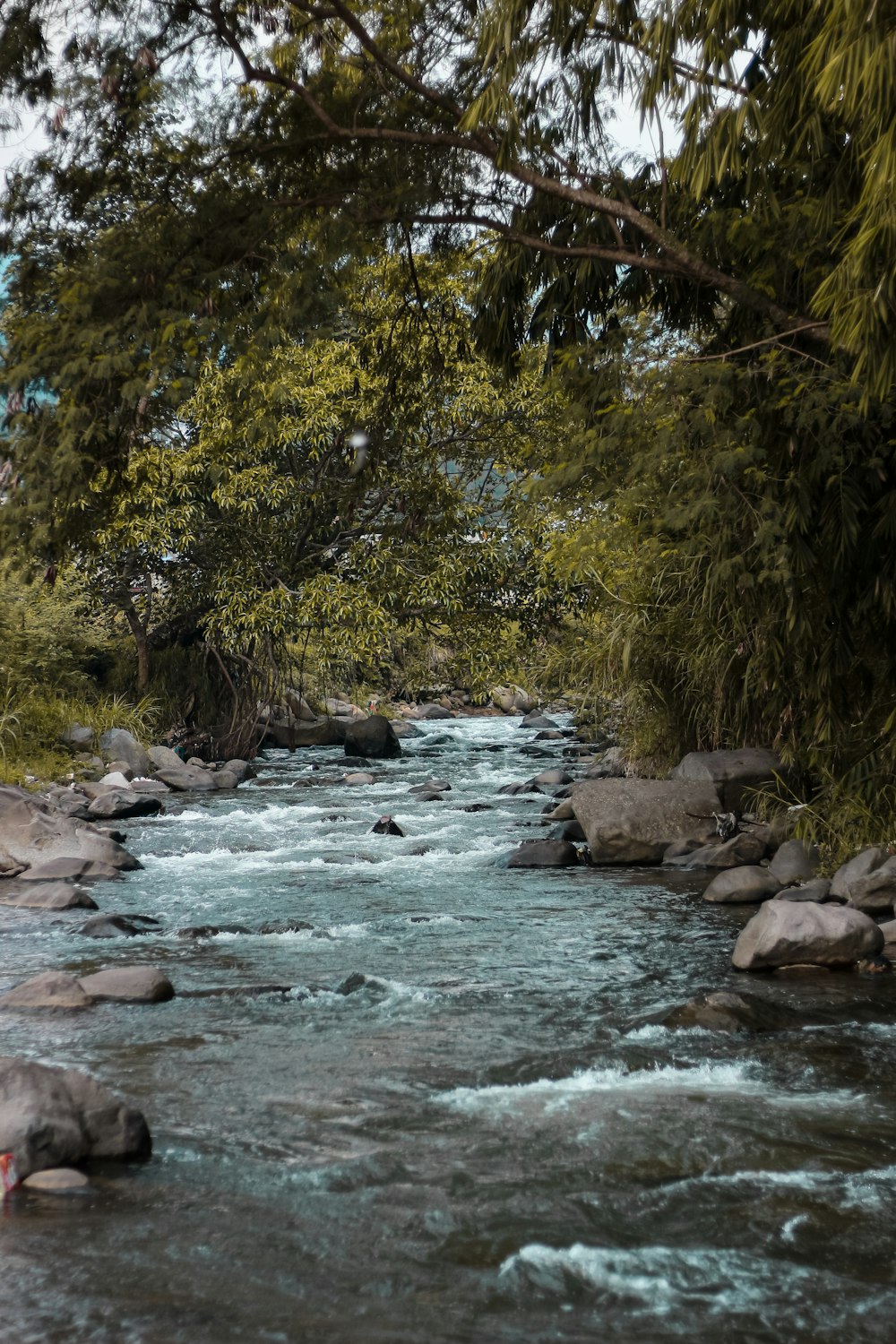 árvores verdes ao lado do rio durante o dia