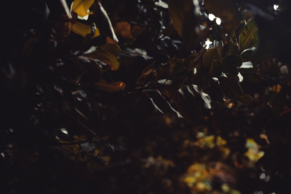 yellow and brown leaves on ground