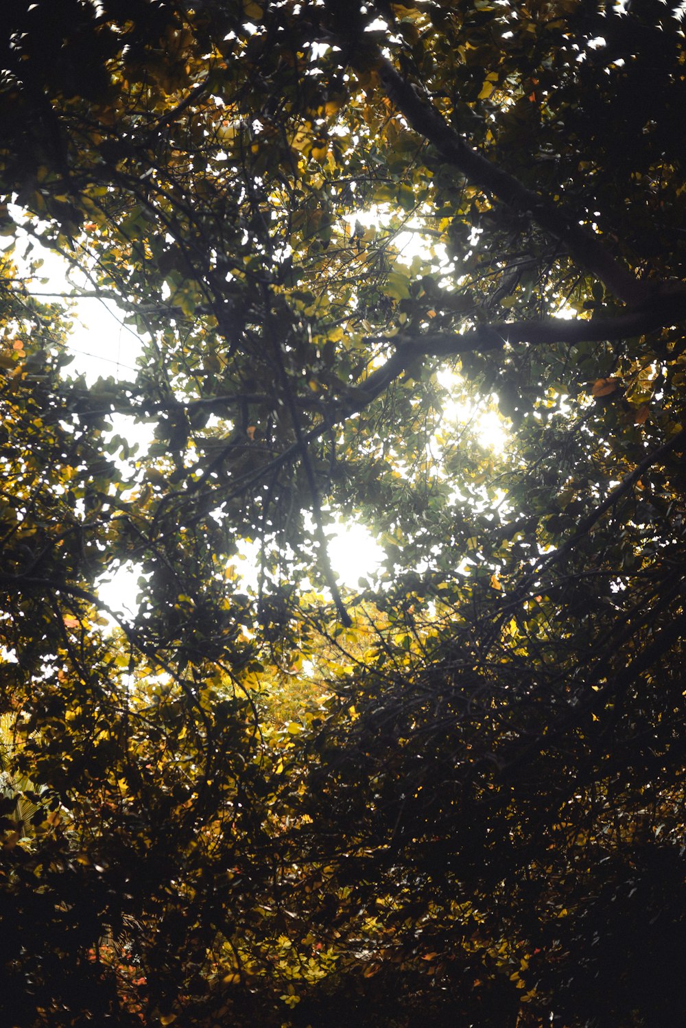 green trees under blue sky during daytime