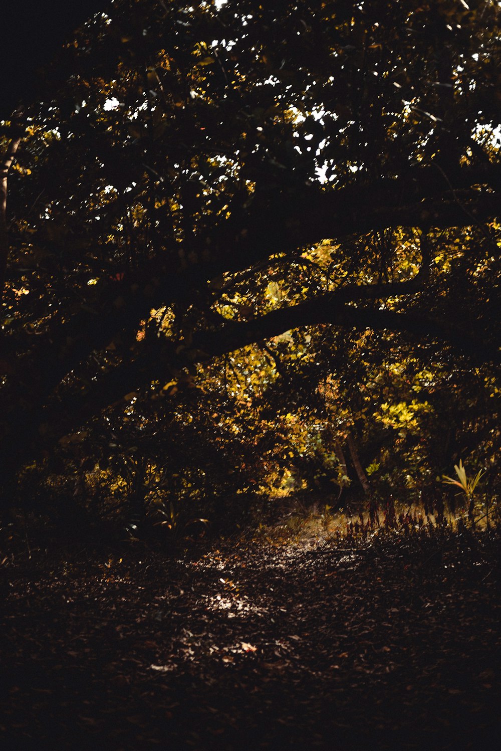 brown and green trees during daytime