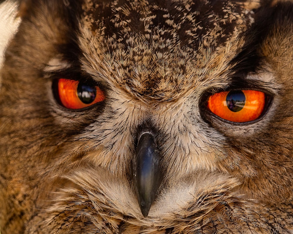 brown and black owl eye