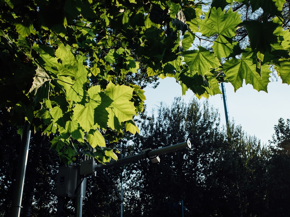 green leaves on black metal fence