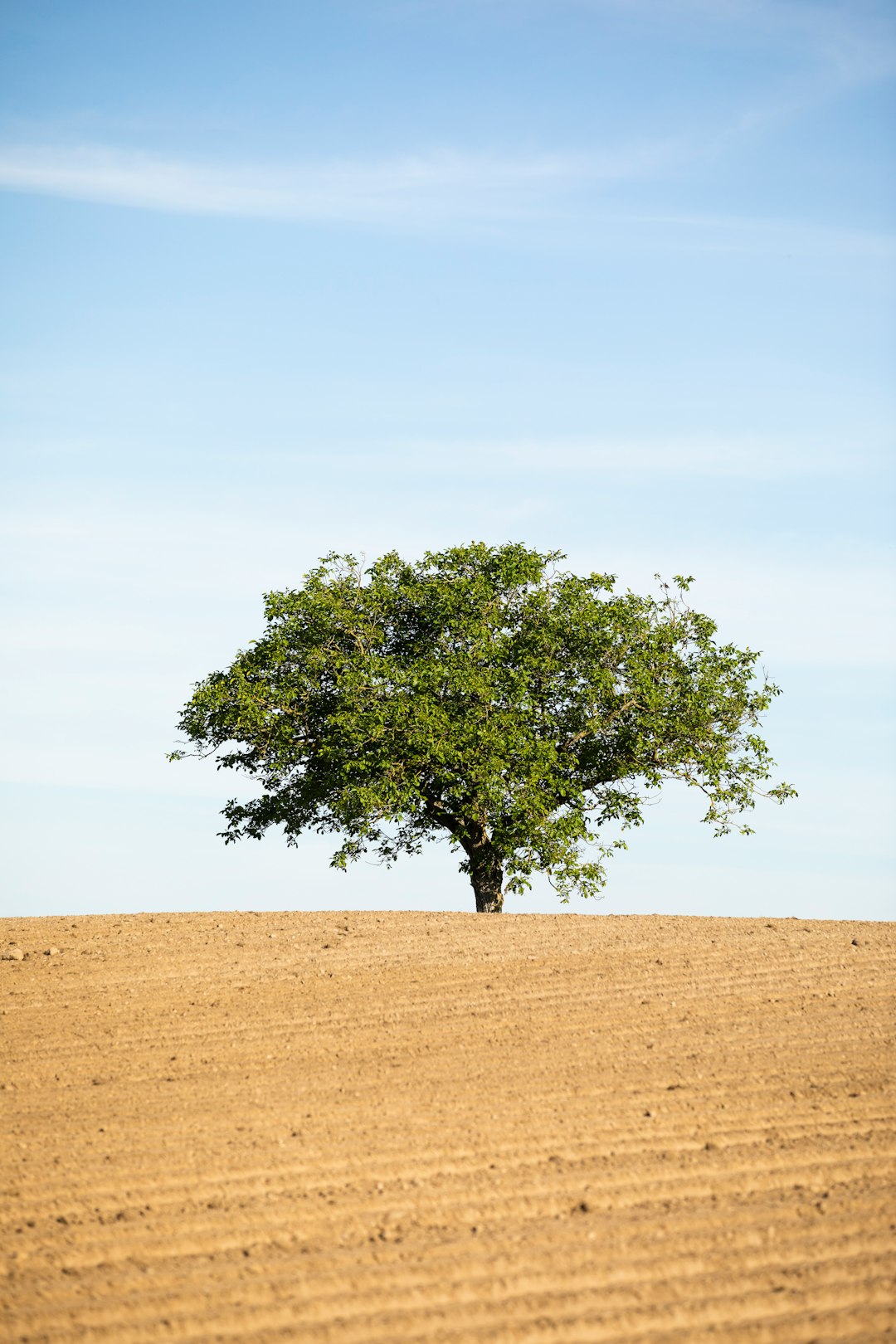 green tree on brown field during daytime