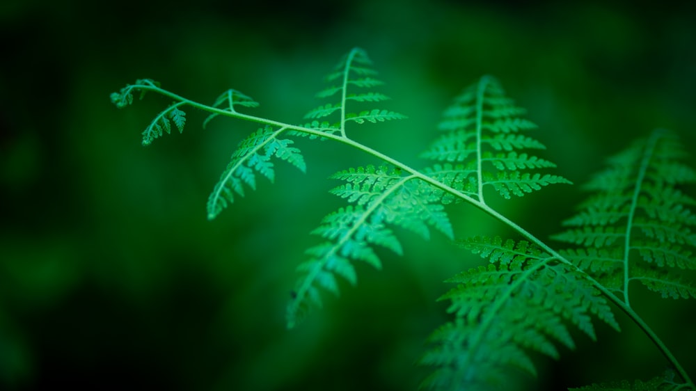 green leaf plant in close up photography