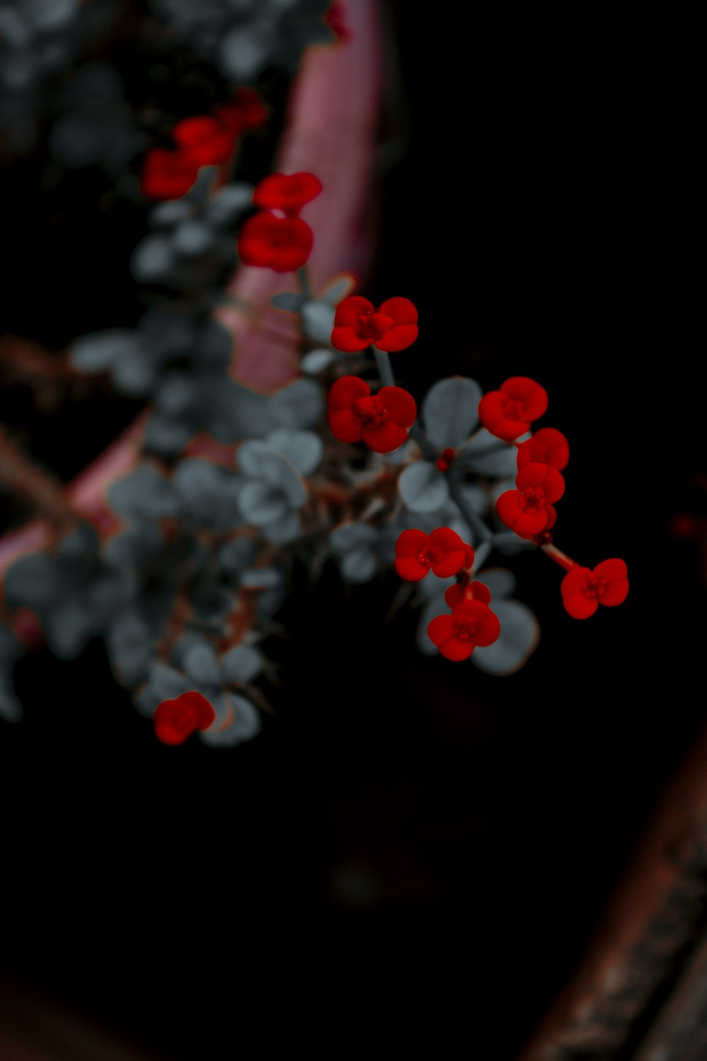 flor roja y blanca en fotografía de primer plano