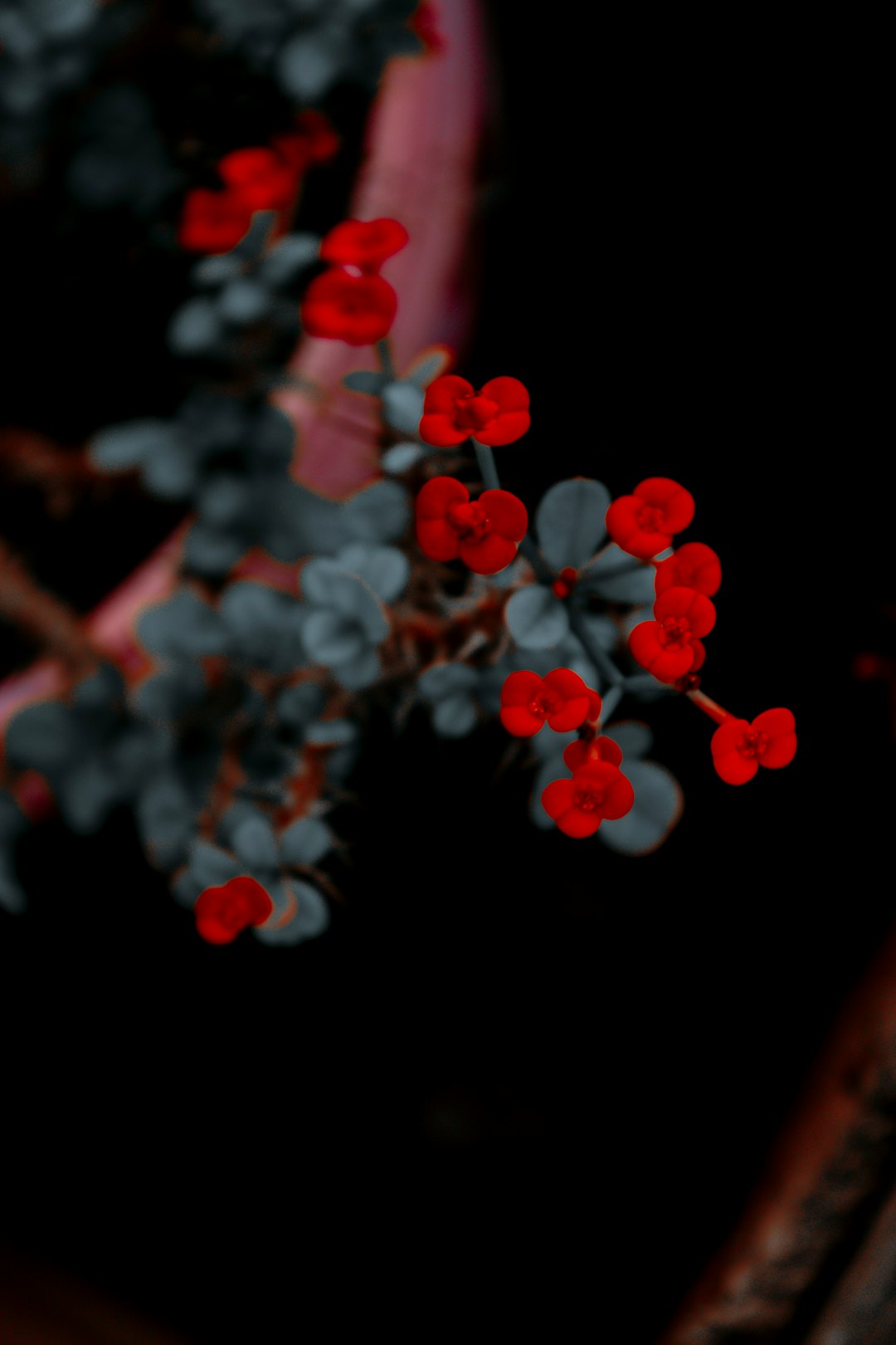 red and white flower in close up photography