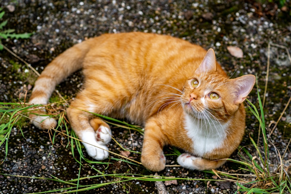 orange tabby cat lying on ground