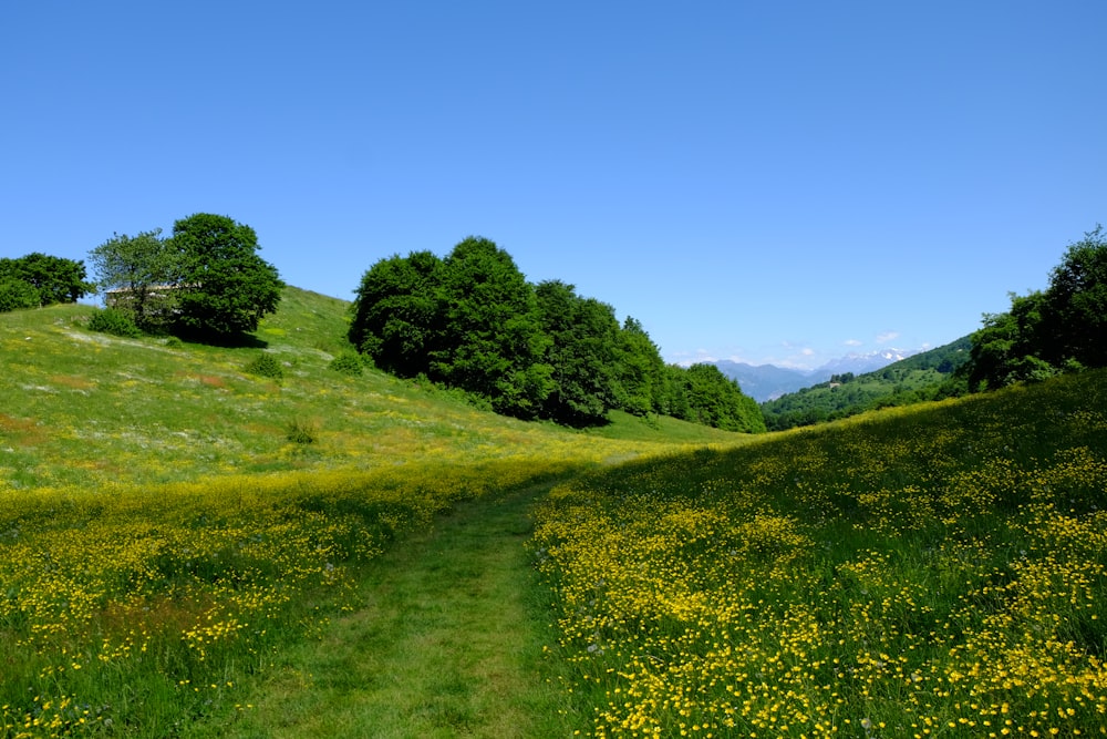 green grass field under blue sky during daytime