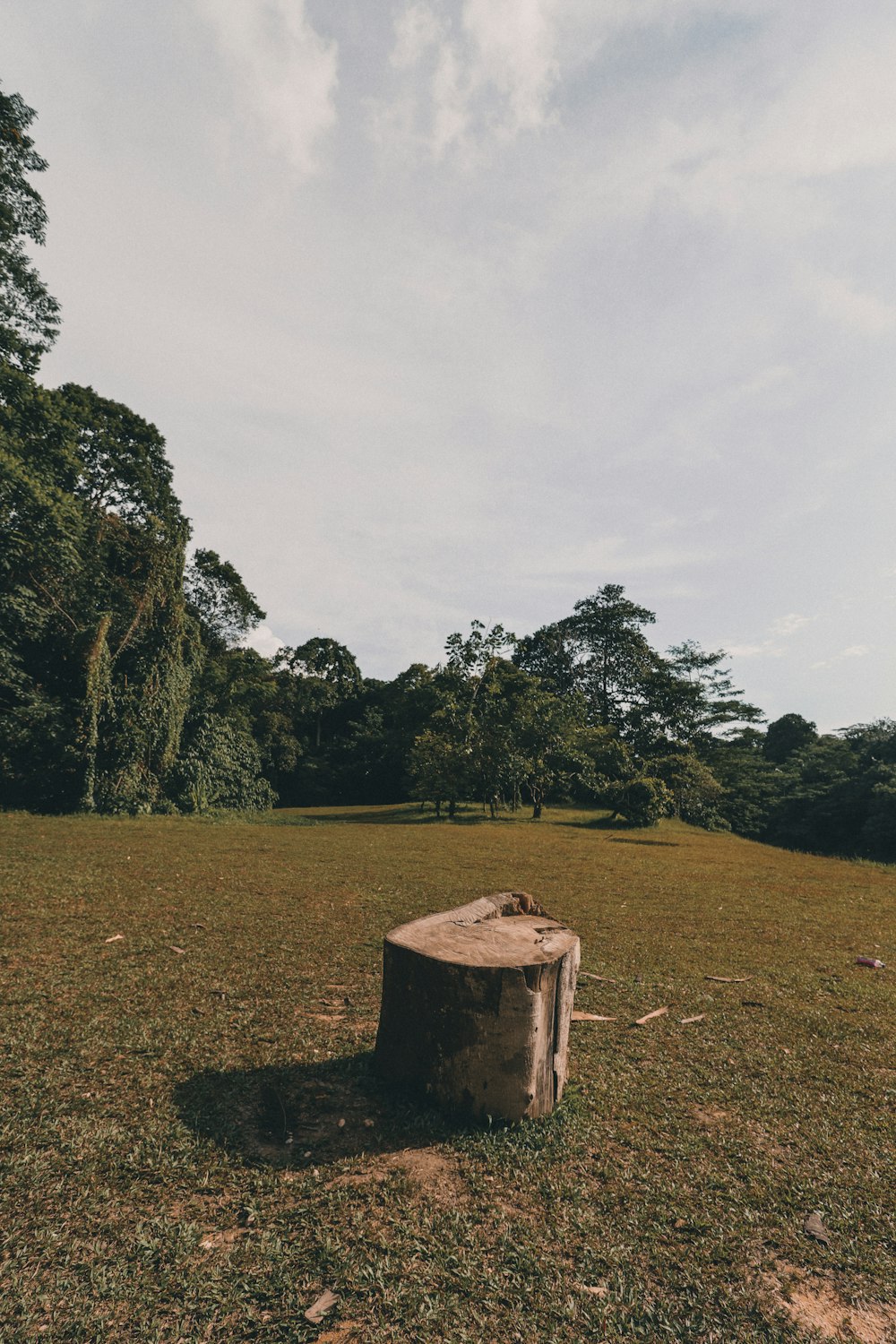 green grass field with trees under white sky during daytime