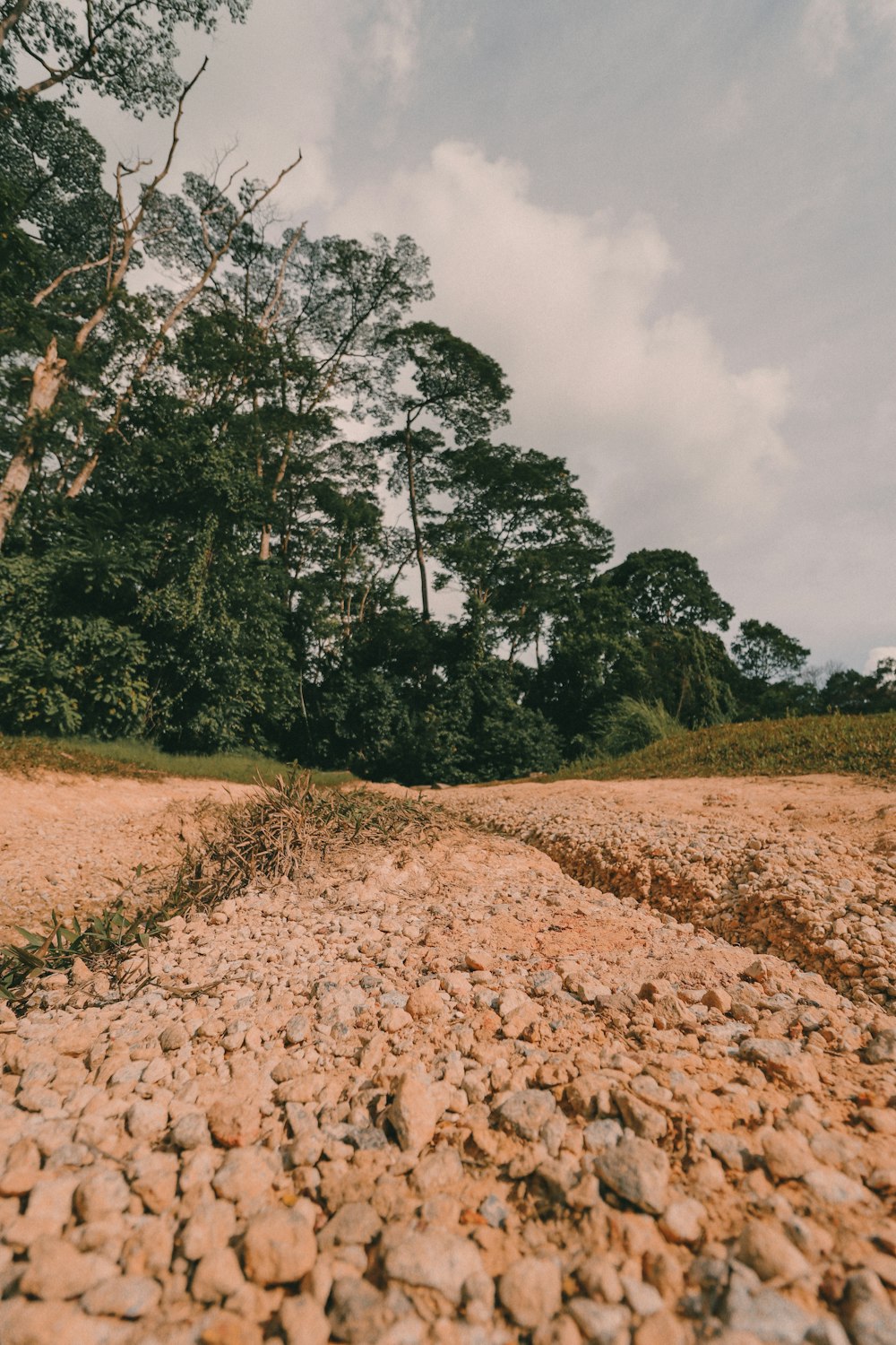 green trees on brown field under white clouds during daytime