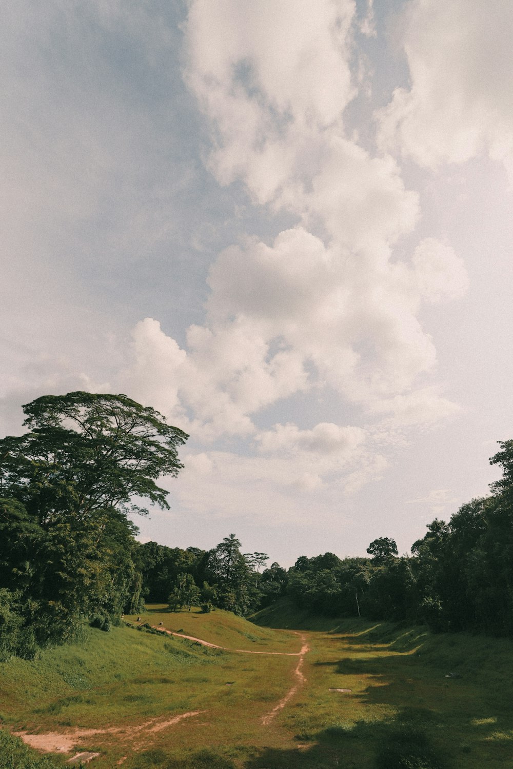 green trees under white clouds during daytime