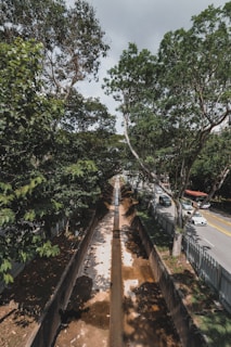 A narrow canal runs through a lush area, bordered by tall, leafy trees that create a canopy overhead. To the right of the canal, a road is visible with cars traveling in both directions. The area has a serene and natural ambiance, with the trees casting shadows on the canal.