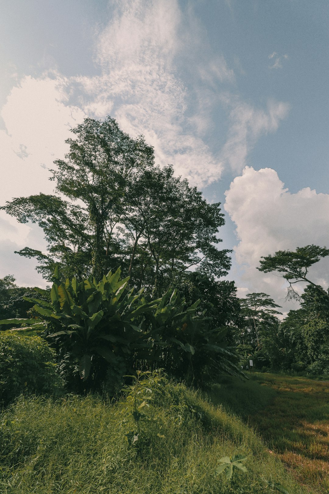 green trees under white clouds during daytime