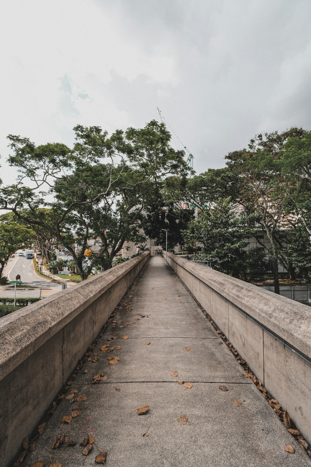 brown wooden bridge between green trees during daytime