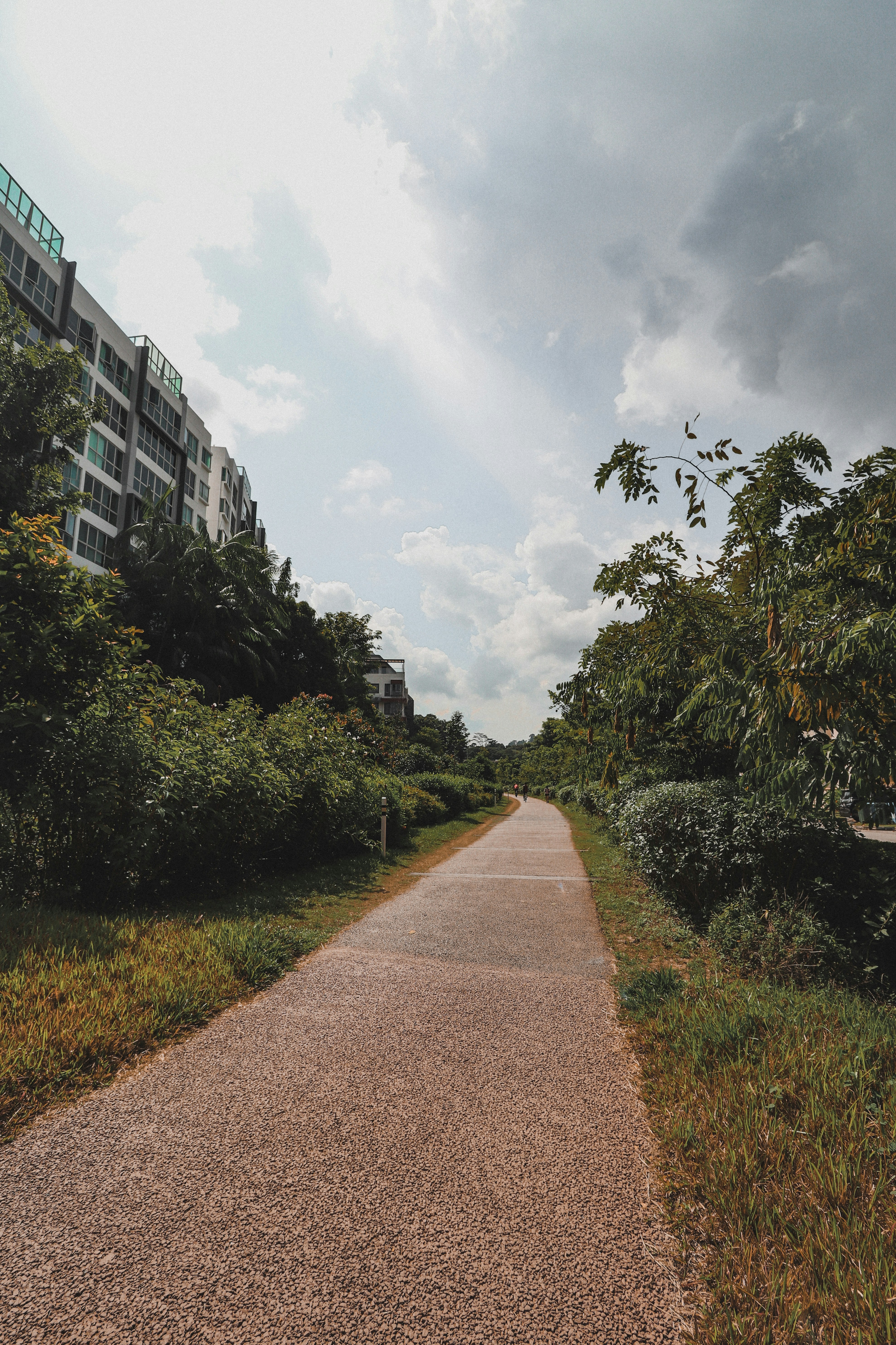 brown pathway between green trees and plants
