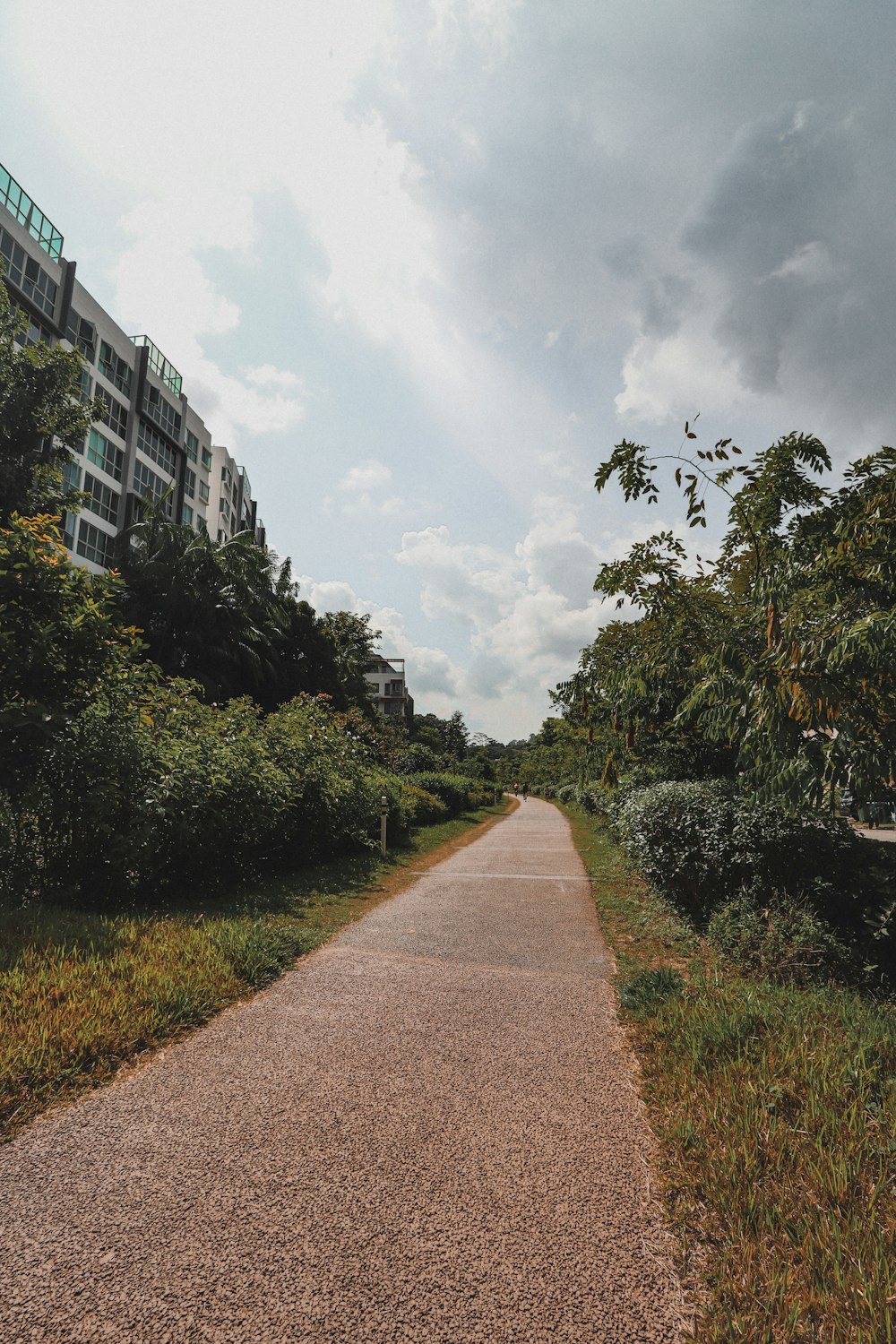 brown pathway between green trees and plants