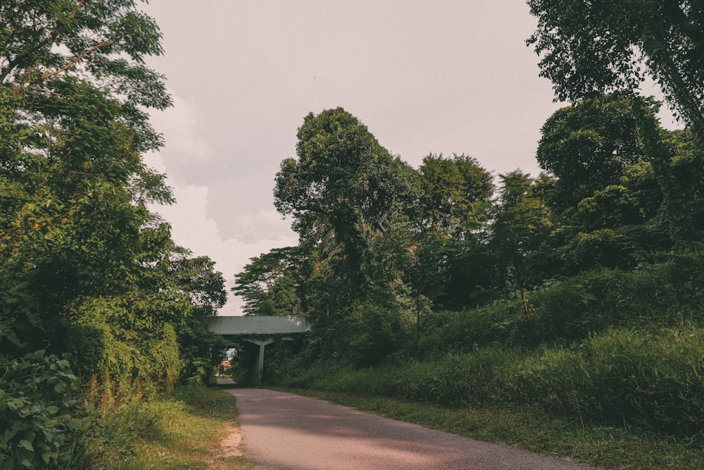 green trees beside brown road