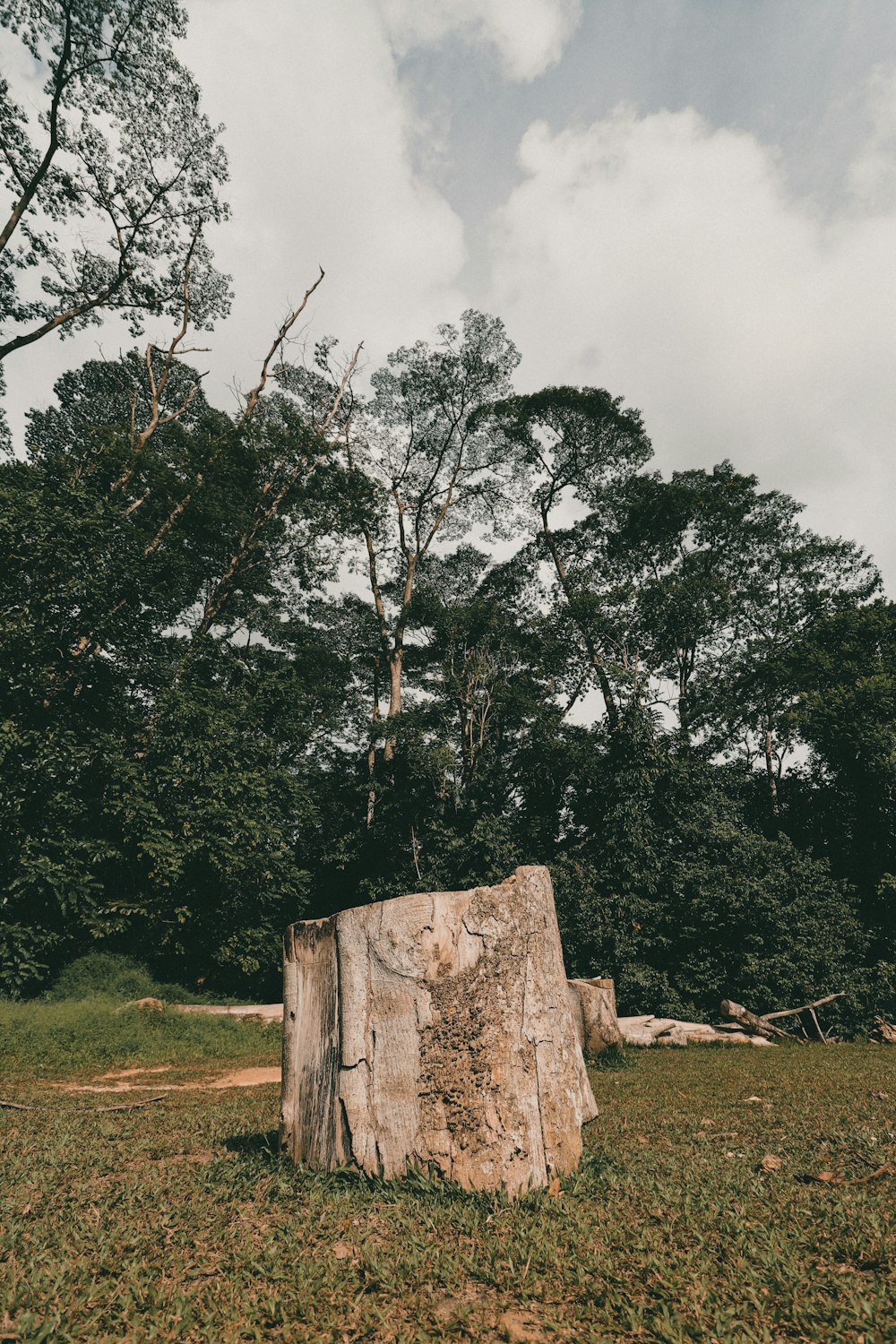 árbol verde en campo de hierba verde bajo nubes blancas