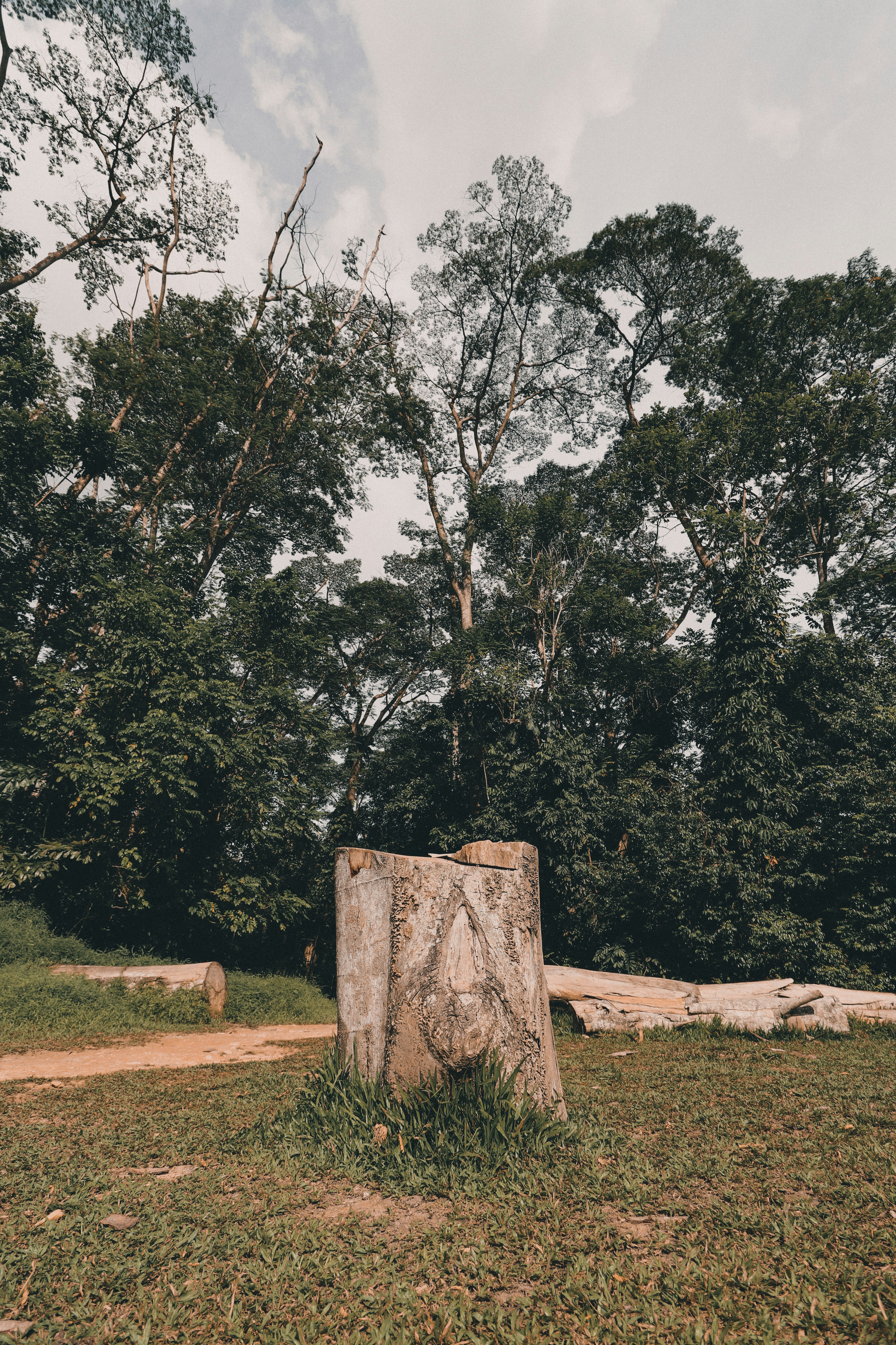 brown tree trunk on brown soil