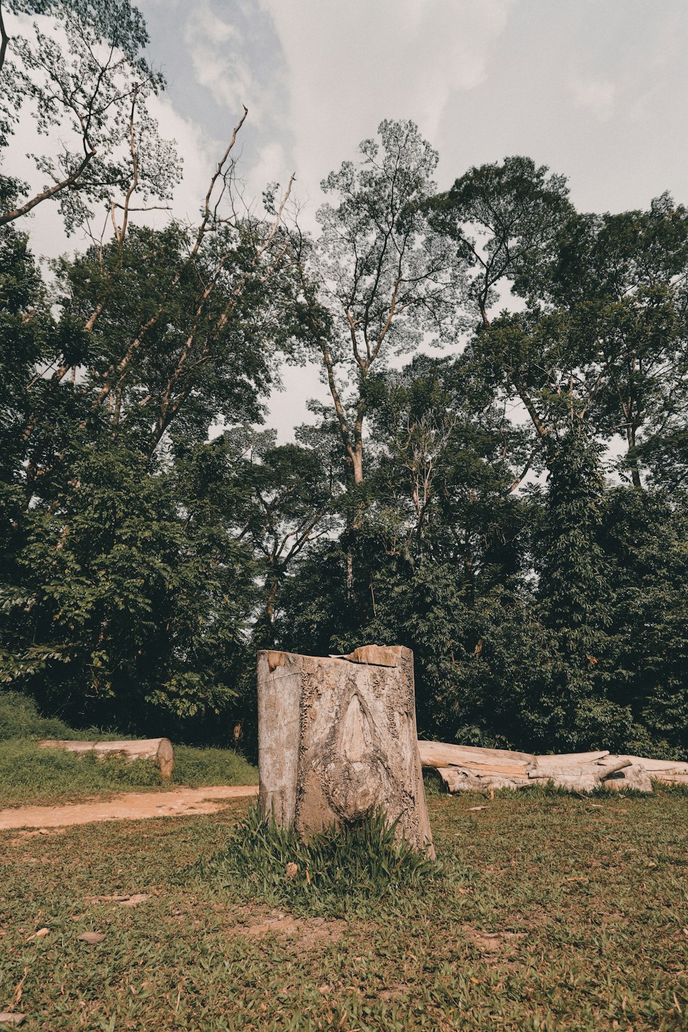 brown tree trunk on brown soil