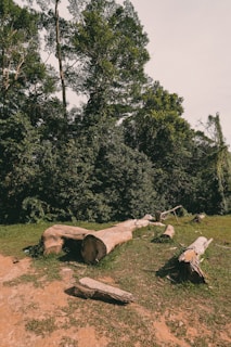 brown log on green grass field