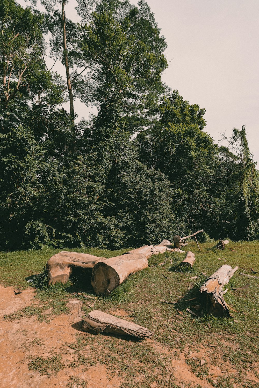 brown log on green grass field