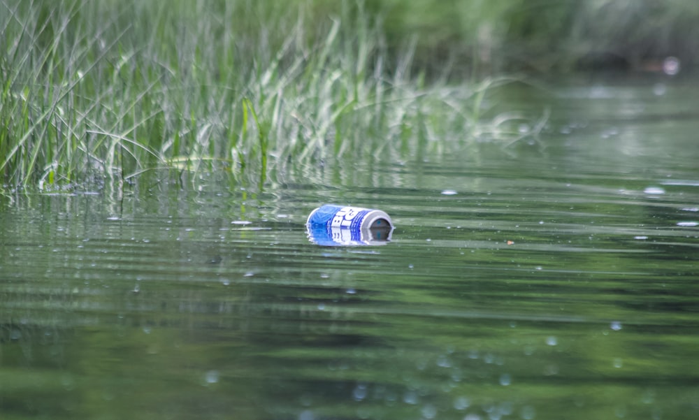 blue and white can on water