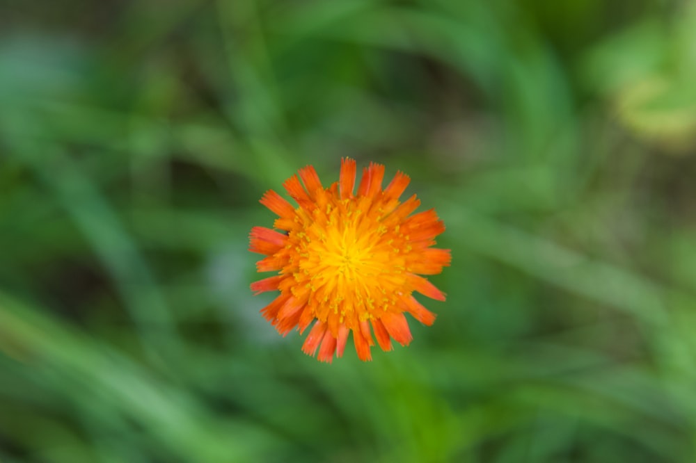 orange flower in tilt shift lens